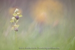 Ophrys sulcata