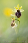 Ophrys araignée ; early spider-orchid