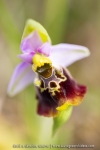 Ophrys bourdon ; late spider-orchid