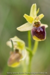 Ophrys araignée