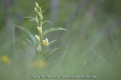 Cephalanthera damasonium