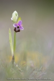 Ophrys aveyronensis