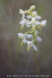 Orchis verdâtre