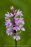 Orchis de Fuchs