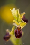 Ophrys araignée ; early spider-orchid