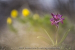 Orchis sureau ;  Elder-flowered Orchid