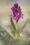 Orchis sureau ;  Elder-flowered Orchid