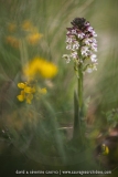 Orchis brûlé ; burnt orchid