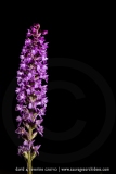Orchis très odorant