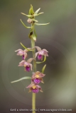 Epipactis pourpre-noirâtre ; Dark-red helleborine