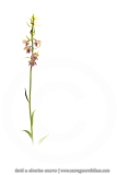Epipactis pourpre-noirâtre