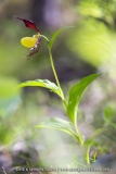Cypripedium calceolus