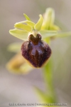 Ophrys araignée