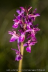 Orchis de Laponie (Dactylorhize) - Dactylorhiza lapponica