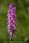 Orchis de Savoie (Dactylorhize) - Dactylorhiza savoyensis (Dactylorhiza maculata)