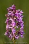 Orchis de Laponie ; Lapland marsh-orchid