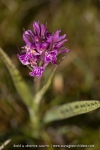 Orchis de Laponie (Dactylorhize) - Dactylorhiza lapponica