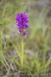 Orchis de Savoie (Dactylorhize) - Dactylorhiza savoyensis (Dactylorhiza maculata)