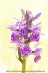 Orchis de Savoie (Dactylorhize) - Dactylorhiza savoyensis (Dactylorhiza maculata)