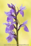 Orchis de Savoie (Dactylorhize) - Dactylorhiza savoyensis (Dactylorhiza maculata)