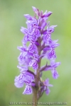 Orchis de Savoie (Dactylorhize) - Dactylorhiza savoyensis (Dactylorhiza maculata)
