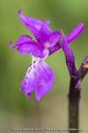 Orchis mâle ; early-purple orchid
