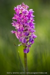 Orchis de Savoie (Dactylorhize) - Dactylorhiza savoyensis (Dactylorhiza maculata)