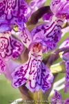 Orchis de Savoie ; Heath spotted-orchid