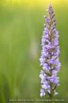 Orchis moustique (Gymnadénie) - Gymnadenia conopsea