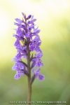 Orchis de Savoie (Dactylorhize) - Dactylorhiza savoyensis (Dactylorhiza maculata)