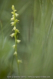 Herminie des Alpes ; Musk orchid