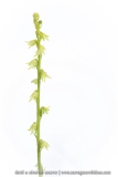 Herminie des Alpes - Herminium monorchis