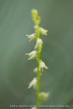 Herminie des Alpes - Herminium monorchis