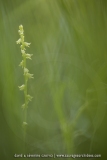 Herminie des Alpes - Herminium monorchis