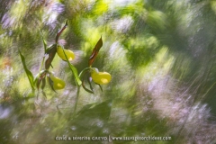 Cypripedium calceolus