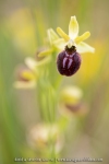 Ophrys araignée ; early spider-orchid