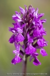 Orchis de Traunsteiner (Dactylorhize) - Dactylorhiza traunsteineri (Dactylorhiza lapponica)