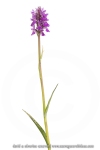 Orchis de Traunsteiner ; Traunsteiner's dactylorhiza