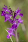 Orchis de Traunsteiner (Dactylorhize) - Dactylorhiza traunsteineri (Dactylorhiza lapponica)