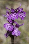 Orchis de Savoie (Dactylorhize) - Dactylorhiza savoyensis (Dactylorhiza maculata)