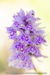 Orchis de Savoie (Dactylorhize) - Dactylorhiza savoyensis (Dactylorhiza maculata)
