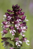 Orchis brûlé - Neotinea ustulata