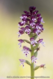 Orchis brûlé - Neotinea ustulata