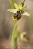 Ophrys petite-araignée
