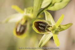 Ophrys petite-araignée