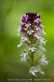 Orchis brûlé - Neotinea ustulata