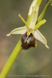 Ophrys petite-araignée