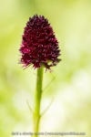 Orchis vanille ; Dark vanilla orchid