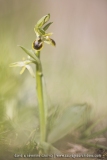 Ophrys petite-araignée