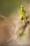 Ophrys petite-araignée